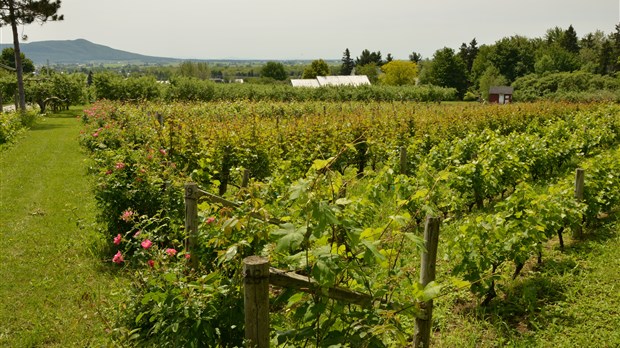 Trois itinéraires pour découvrir les vignobles de la région